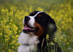 Pies, Żółte, Kwiaty, Rzepak
