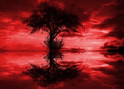 Drzewo, Czerwone, Tło, Odbicie