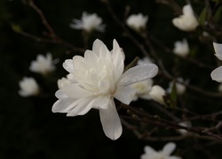 Biała, Magnolia, Rosa