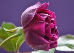kwiat, Róża