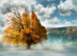 Jesień, Drzewo, Mgła, Chmury, Las