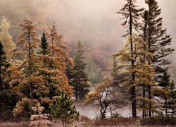 Jesień, Las, Mgła