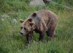 Niedźwiedź, Brunatny, Trawa