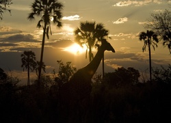 Żyrafa, Palmy, Słońce