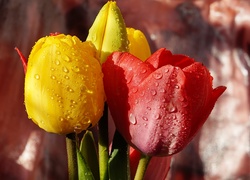 Kwiaty, Bukiet, Kolorowe, Tulipany, Krople