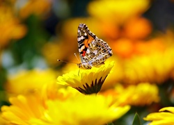 Żółte, Kwiaty, Motyl, Rusałka, Osetnik