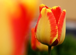 Żółto, Pomarańczowy, Tulipan