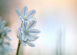 Cebulica, Biały, Kwiat