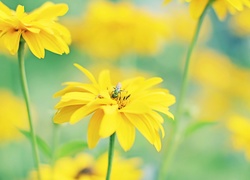 Żółte, Kwiaty, Owad