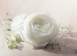 Biały, Kwiat, Jaskier