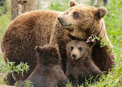 Niedźwiedzica, Dwa, Niedźwiadki
