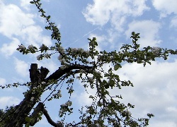 Drzewo, Jabłoń