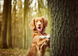 Pies, Las, Drzewo
