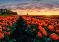 Tulipany, Pole, Promienie, Słońca
