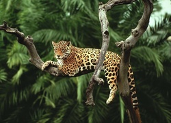 Leżący, Jaguar, Drzewa, Palmy