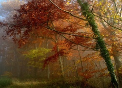 Jesień, Las, Mgła, Bluszcz