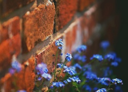 Kwiaty, Mur, Niezapominajki