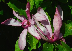 Przyroda, Rośliny, Kwiaty, Magnolia