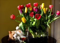 Kolorowe, Tulipany, Wazon, Kotek