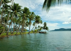 Wyspa, Ocean, Palmy