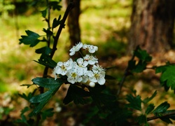 Las, Gałązka, Białe, Kwiaty