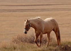 Koń, Trawa