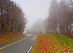 Szosa, Las, Mgła, Jesień