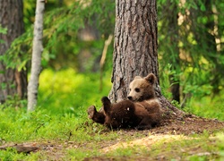 Niedźwiadek, Brunatny, Las, Drzewa