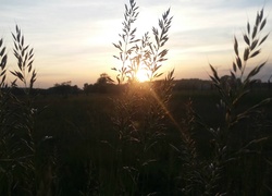 Trawa, Zachód słońca