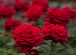 Róży, Czerwone