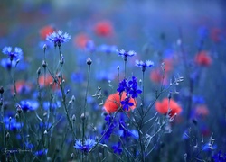 Chabry, Niebieskie, Kwiaty