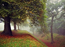 Jesień, Park, Mgła