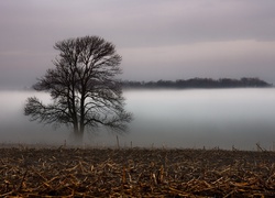 Pole, Drzewo, Mgła