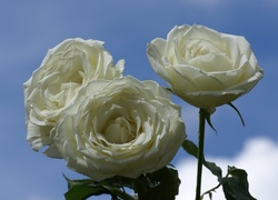 Trzy, Białe, Róże