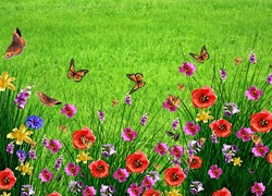Łąka, Kwiaty, Maki, Motyle, Wiosna