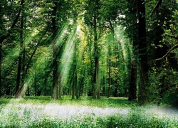 Las, Łąka, Przebijające Światło