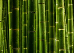 Zielony, Bambus, Zbliżenie