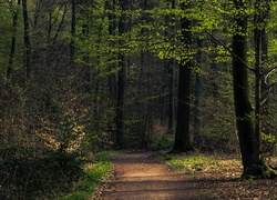 Las, Ścieżka, Drzewa, Liście