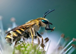 Pszczoła, Kwiatek, Makro
