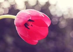 Tulipan, Czerwony, Otwarty, Kwiat