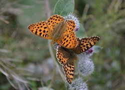 Motyle, Perłowce, Malinowce