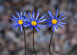 Trzy, Niebieskie, Kwiaty, Makro