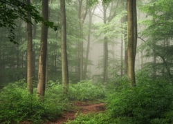 Las, Drzewa, Mgła