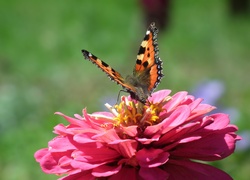 Motyl, Rusałka, Pokrzywnik, Kwiat, Cynia