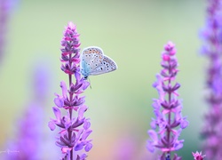 Modraszek, Motyl, Kwiaty