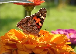 Motyl, Rusałka, Osetnik, Kwiat