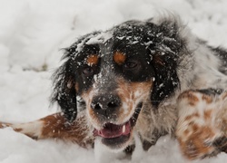 Pies, Mordka, Zima, Śnieg