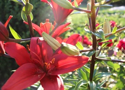 Przyroda, Kwiaty, Czerwone, Lilie