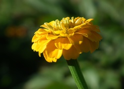 Kwiat, Cynia, Żółty