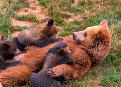Niedźwiedzica, Karmiąca, Młode, Trawa